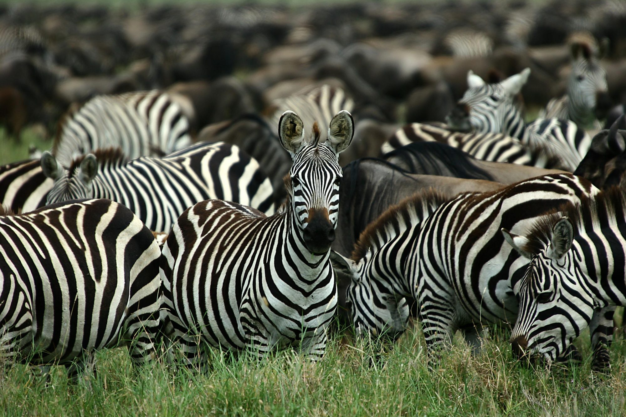 Nyasi Migrational Camp, Serengeti National Park, Tanzania