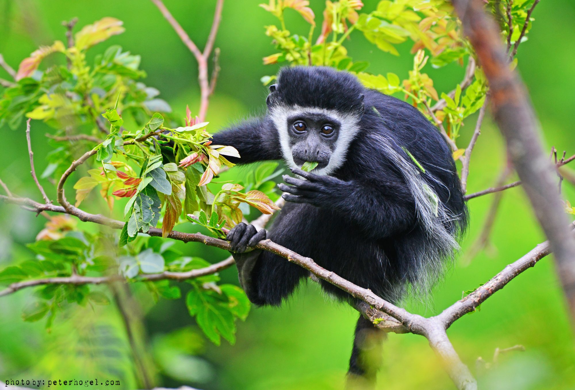 Vervet Monkey — Destination Uganda Travelers