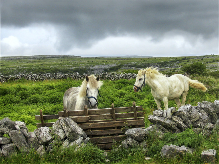 Equestrian Ireland Travel Experience