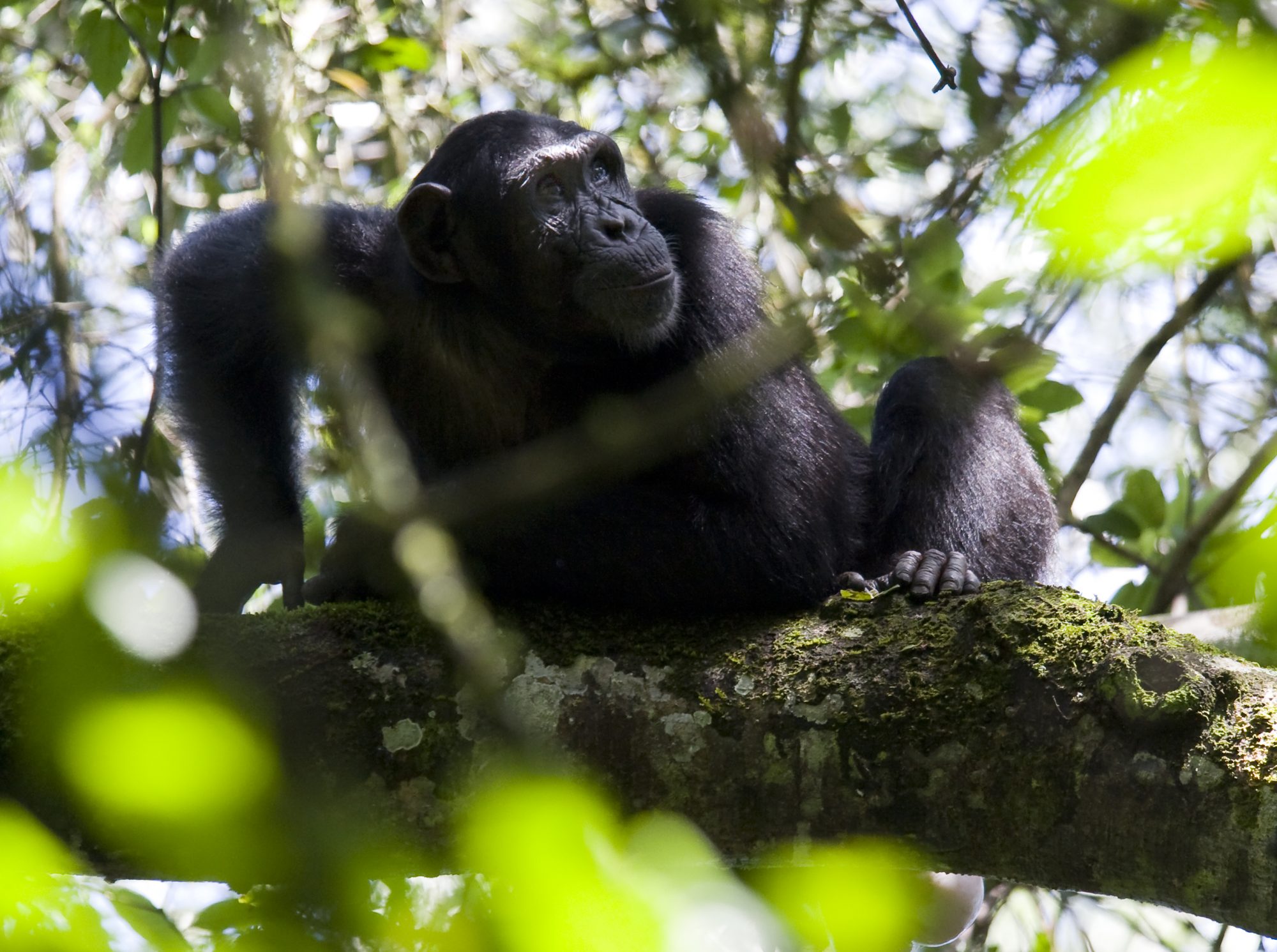Blue Monkey — Destination Uganda Travelers